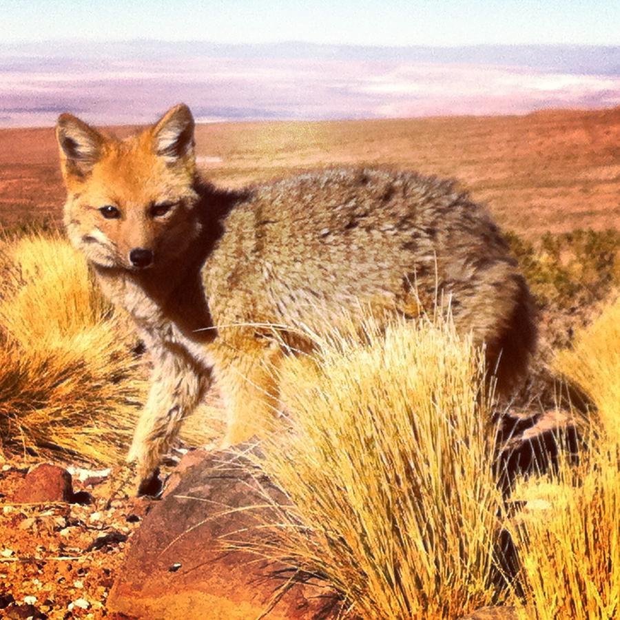 Willa Cota6000 Dpto A San Pedro De Atacama Zewnętrze zdjęcie